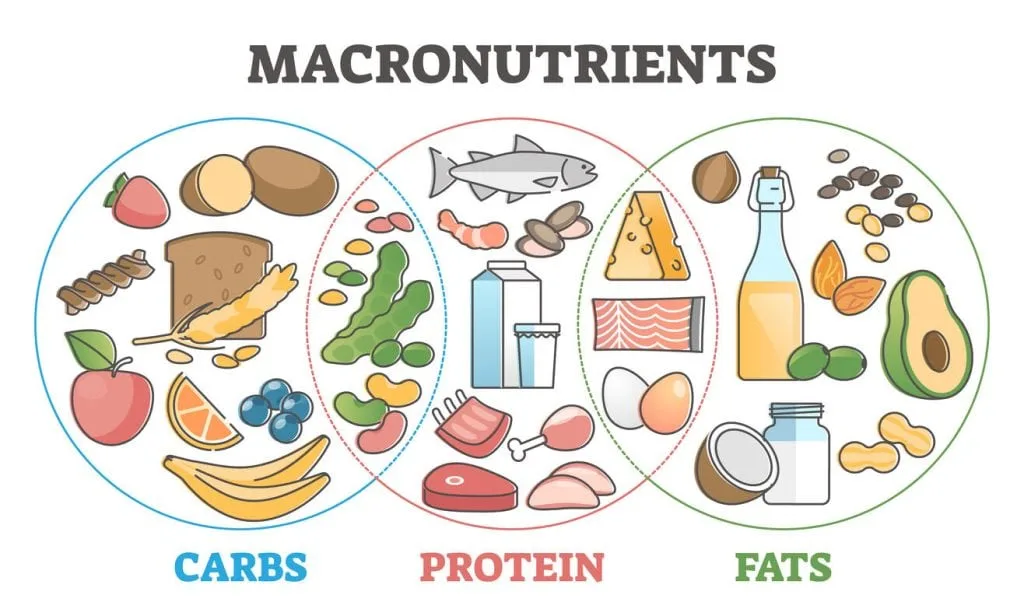 Macronutrient chart, showing protein, carbs and fats